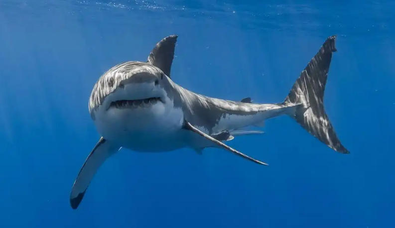 北京鑫凯商务租车公司轮播图3